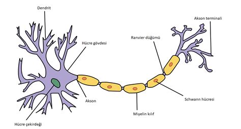 nöron görevleri